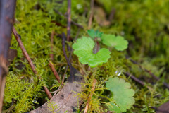 Saxifraga granulata