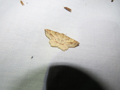 Euchlaena deplanaria