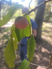 Prunus mexicana