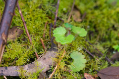 Saxifraga granulata