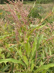 Persicaria glabra