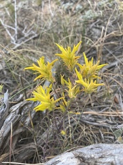 Castilleja flava flava