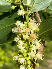 Piparea dentata