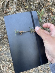 Diplacus aurantiacus