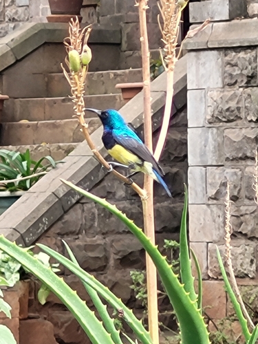 Variable Sunbird (Cinnyris venustus), photo 9