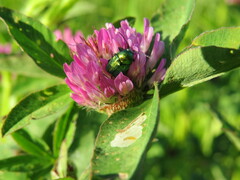 Cryptocephalus sericeus