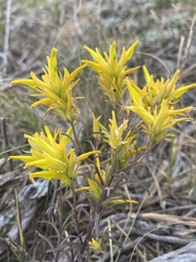 Castilleja flava flava