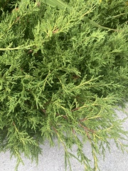 Juniperus horizontalis