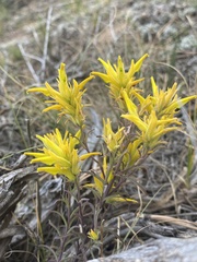 Castilleja flava flava
