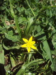 Hypoxis decumbens