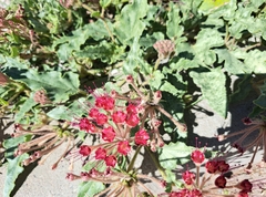 Nyctaginia capitata