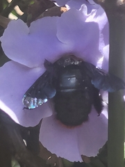 Xylocopa