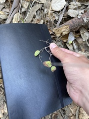 Symphoricarpos mollis