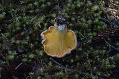 Cantharellus roseocanus