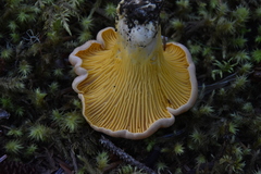Cantharellus roseocanus