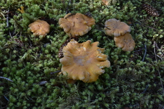 Cantharellus roseocanus