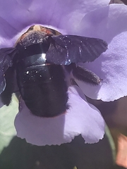 Xylocopa