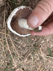 Agaricus campestris