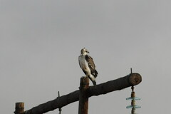 Polemaetus bellicosus