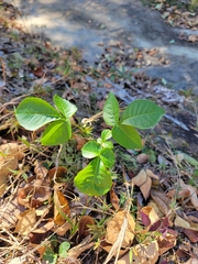 Ptelea trifoliata