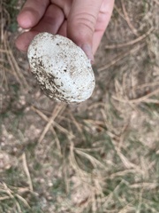 Agaricus campestris