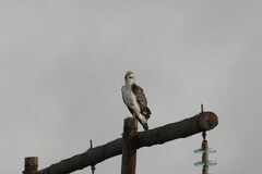 Polemaetus bellicosus