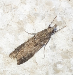 Eudonia angustea