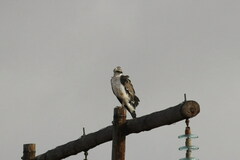 Polemaetus bellicosus