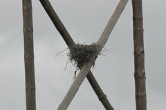 Falco rupicoloides