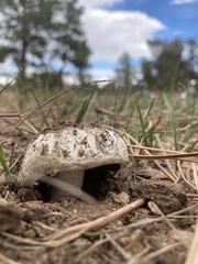 Agaricus campestris