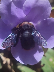 Xylocopa