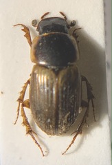 Melinopterus prodromus