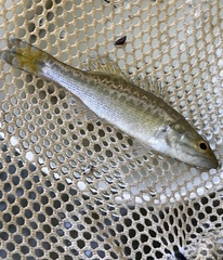 Micropterus henshalli