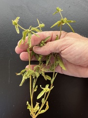 Croton glandulosus septentrionalis