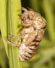 Tibicininae
