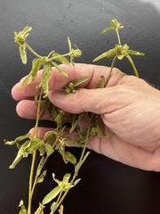 Croton glandulosus septentrionalis