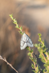 Neuromelia selectata