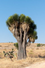 Yucca periculosa