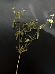 Croton glandulosus septentrionalis