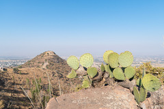 Opuntia robusta