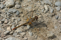 Sympetrum costiferum