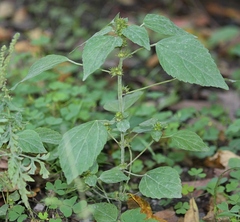 Acalypha rhomboidea
