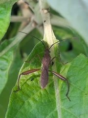 Riptortus linearis