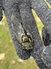 Neotibicen pruinosus