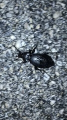 Carabus coriaceus