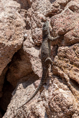 Sceloporus torquatus