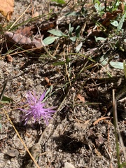 Centaurea jacea