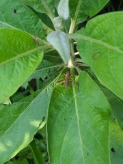 Riptortus linearis