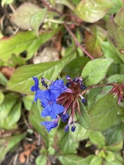 Ceratostigma