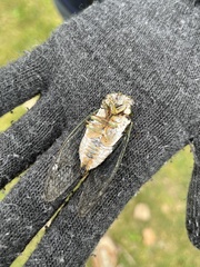 Neotibicen pruinosus